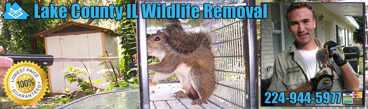 Lake County Wildlife and Animal Removal